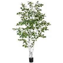 Europalms Birkenbaum, 180cm