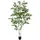 Europalms Birkenbaum, 180cm