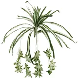 Europalms Grünlilie, 60cm