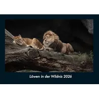 Vero Kalender Löwen in der Wildnis 2026 Fotokalender DIN
