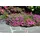 PlantaPro Delosperma cooperi 9x9 cm Topf – Winterhart, Mehrjährig, Immergrün, Pflegeleicht – Mittagsblume – Bodendecker für Steingarten & Trockenbeet
