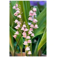 Pflanzen Für Dich Convallaria majalis 'Rosea', Maiglöckchen, rosa, ca.