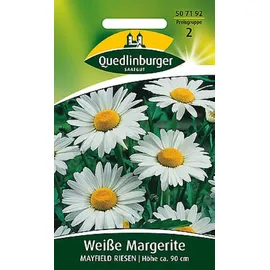 Quedlinburger Weiße Margeriten Mayfield Riesen | Höhe ca. 90 cm (Chrysanthemum maximum/Leucanthemum x superbum) Mai – Juni im 2. Jahr-