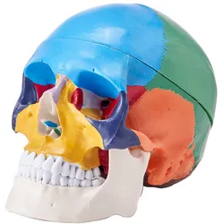 VEVOR Menschliches Schädelmodell, 3-teilige Menschliche Schädelanatomie, Lebensgroßes Bemaltes Anatomie-Schädelmodell, Anatomischer PVC-Schädel, Abnehmbares Lern-Schädelmodell, Lernwerkzeuge