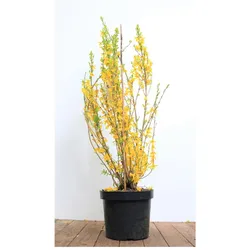 Forsythia 'Lynwood', Goldglöckchen, leuchtend gelb, 60–80 cm