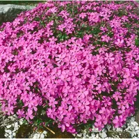 Pflanzen Für Dich Phlox x procumbens Rosea Teppichphlox, ca.