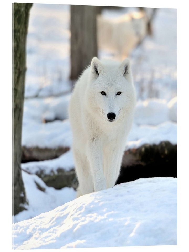 Posterlounge Acrylglasbild Editors Choice, Schöner weißer Wolf im Winter, Fotografie 50 cm x 70 cm