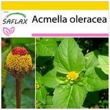 Saflax - Kräuter - Parakresse - 500 Samen - Acmella oleracea