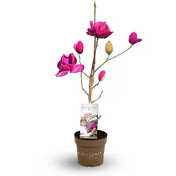 Tchibo - Magnolie »Longblomma« - rosa