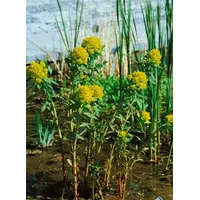 Pflanzen Für Dich Euphorbia palustris 'Teichlaterne', Sumpf-Wolfsmilch, ca. 9x9