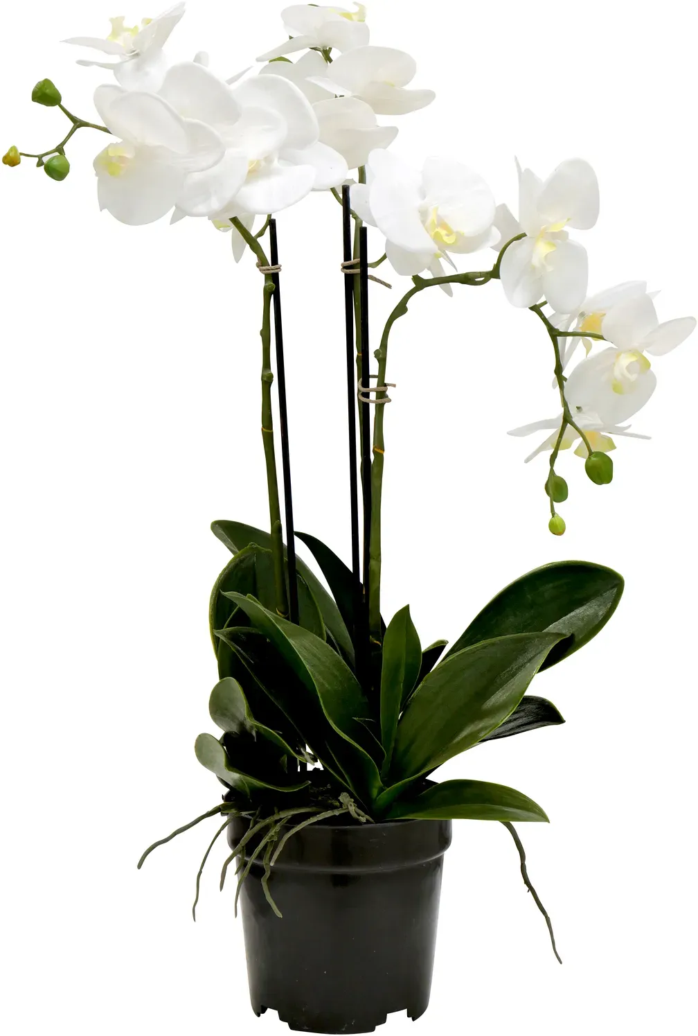 Phalaenopsis 55cm x3 im Topf weiß