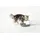 Nobby Trinkbrunnen Katze Cascade 1,5 l