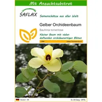 SAFLAX - Gelber Orchideenbaum - 30 Samen - Mit