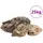 vidaXL Drachensteine 25 kg Grau 10-40 cm