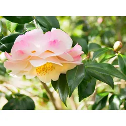 Fototapete PAPERMOON "KAMELIEN-PFLANZEN NATUR MUSTER DEKOR BLUMEN BUSCH MAKRO", bunt, B:3,50m L:2,60m, Vlies, Tapeten