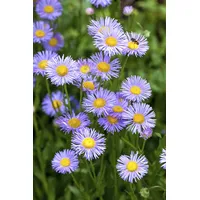Pflanzen Für Dich Aster dumosus 'Lady in Blue' Kissen-Aster,