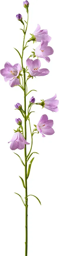 Campanula 64cm lavendel