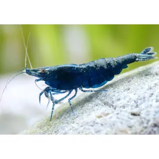 Garnelio - Blue Sapphire I Wundervolle tiefblaue Farbform I einfach in der Pflege I lässt Sich Prima vermehren I für Einsteiger geeignet