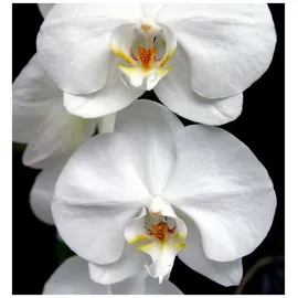 YODEYMA Harpina Eau de Parfum 15 ml