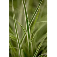 Pflanzen Für Dich Carex oshimensis 'Everest', Japan-Segge, grün-weiß, ca.
