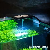 Dennerle Trocal Style Two, 6 Watt