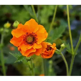 Nelkenwurz, Orange