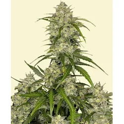 Sour Jealousy Auto | Autoflowering Hanfsamen von Fast Buds | 3 Hanfsamen
