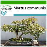 Saflax - Bonsai - Echte Myrte - 30 Samen - Mit keimfreiem Anzuchtsubstrat - Myrtus communis