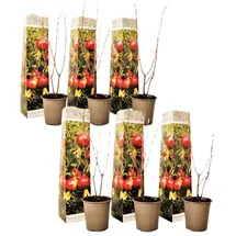 Plant in a Box - Granatapfelbaum - 6 Stk - Punica granatum - Höhe 25-40cm - Topf 9cm