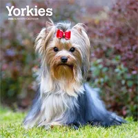 Brown trout-auslieferer flechsig Yorkshire Terriers - Yorkshire Terrier -