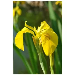 Iris pseudacorus, Gelbe Schwertlilie, ca. 9x9 cm Topf