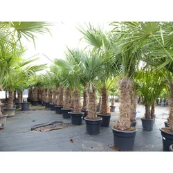 Trachycarpus fortunei, 70 - 100 cm Stamm, 210 - 250 cm Hanfpalme, winterharte Palme bis -18°C