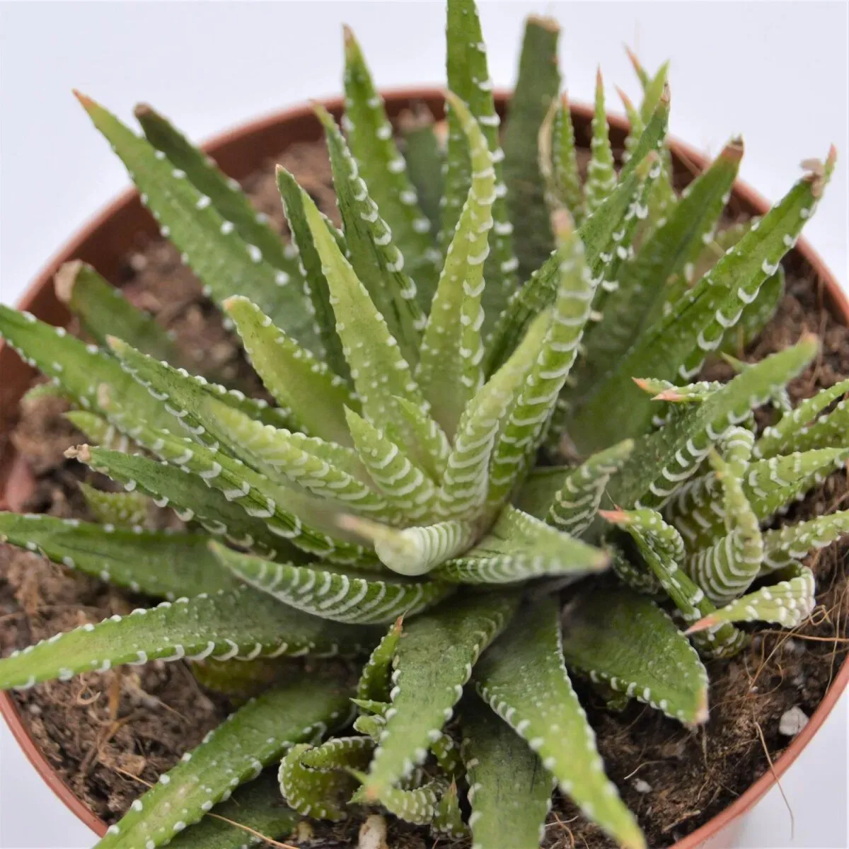 Haworthia fasciata Variegata - 10,5cm