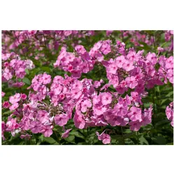 Phlox amplifolia 'Minnehaha', großblättriger Phlox, rosa, ca. 9x9 cm Topf
