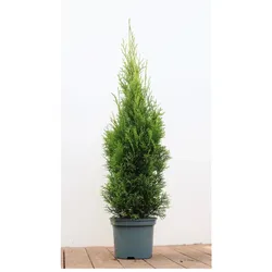 Thuja occidentalis 'Smaragd', Lebensbaum, immergrün, 80–100 cm