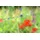 GAH Alberts Maschendrahtgeflecht 25 x 1,2 m Silber