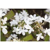 Pflanzen Für Dich Viburnum plicatum 'Watanabe', Japanischer Schneeball, weiß,