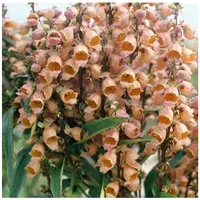 Pflanzen Für Dich Digitalis parviflora, Fingerhut, bronzefarben, ca. 9x9