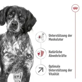 Royal Canin Medium Adult 7+ 15 kg