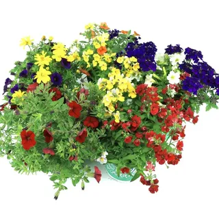 Sommer Blumen Set Nr.1, 3 bunte Beet und Balkonblumen (z.b. Zauberglöckchen, Verbenen, Mini Petunien, Elfenspiegel.....)