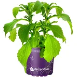 Stevia Pflanze Stevia rebaudiana Süßkraut Kräuterpflanzen