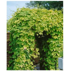 Humulus lupulus 'Aureus', Gold-Hopfen, gelbgrün, 60–100 cm
