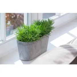 ArtStone Kunststoff-Balkonkasten Claire, grau