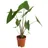Dehner Pfeilblatt, Alocasia zebrina, Grün, Braun
