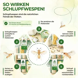 green guardia Schlupfwespen gegen Lebensmittelmotten Mottenfalle 4 Karten
