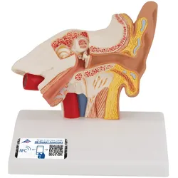 Schreibtischmodell des Ohrs, 1,5-fache Größe - 3B Smart Anatomy