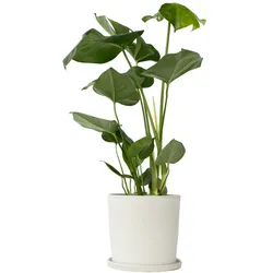 Plant in a Box Monstera Deliciosa - Fensterblatt Höhe 50-60cm