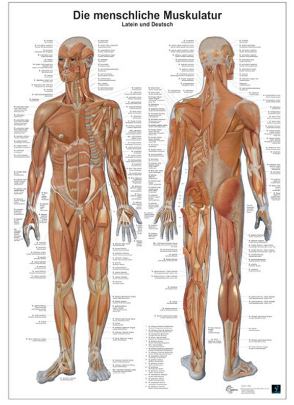 Anatomie-Lerntafel - Die Menschliche Muskulatur
