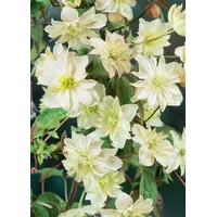 Pflanzen Für Dich Clematis Hybride Margaret Hunt' Waldrebe Lavendelrosa
