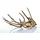 Aquadeco Aquariendeko Talawa Holz 30-45 cm